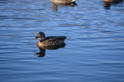 DSC_1155 (Large).JPG